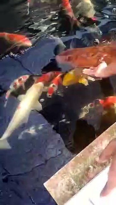 KOI