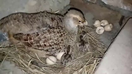 From Crossing To Hatching Eggs Full video Teetar Breeding Season