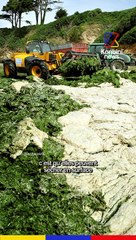 Algues vertes : Les dangers liés à leur prolifération et leur origine agro-industrielle l Speech