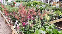 How has climate change affected garden centres?