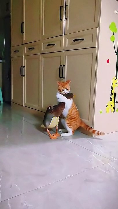 Cat vs duck fight