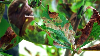 Bitki hastalıklarını Engellemede Kültürel Mücadelenin Önemi