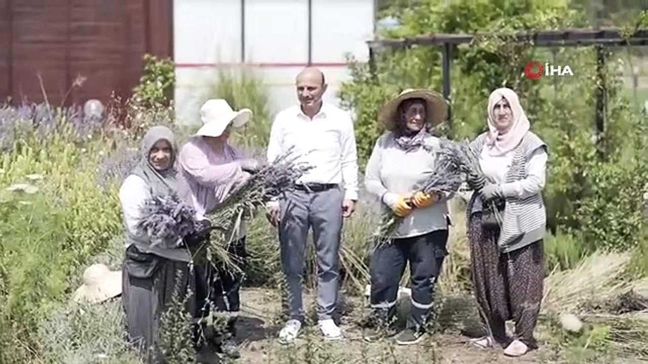 Altınova Belediyesi Tıbbi Aromatik Bitkiler Bahçesi'nde Hasat Sezonu Başladı