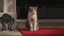 Larry il gatto di Downing Street aspetta Biden sul tappeto rosso