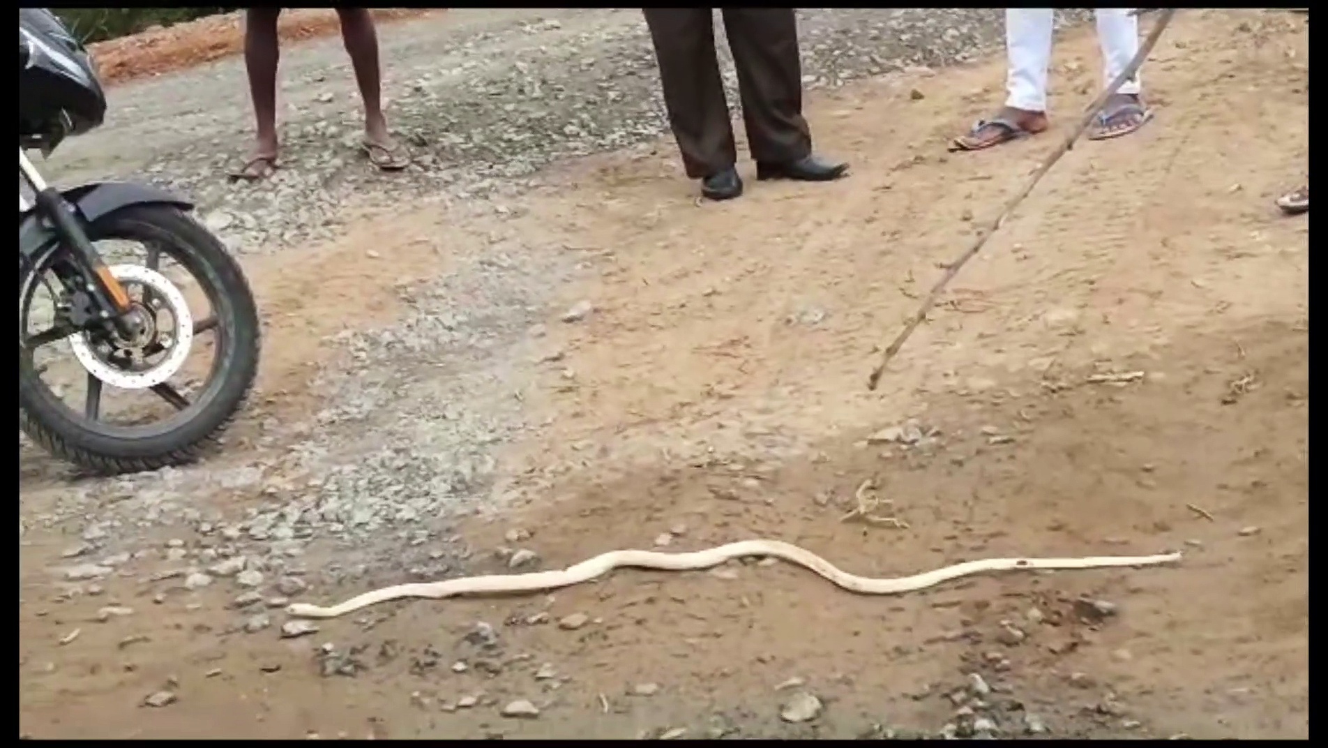 திடீரென சாலையை கடந்த வெள்ளை நிற பாம்பு; ஆச்சரியத்துடன் வேடிக்கை பார்த்த வாகன ஓட்டிகள்