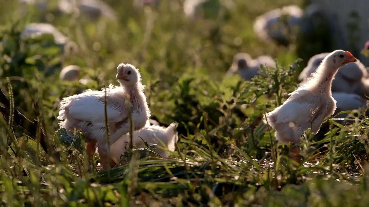 Sustainable Bande-annonce (EN)