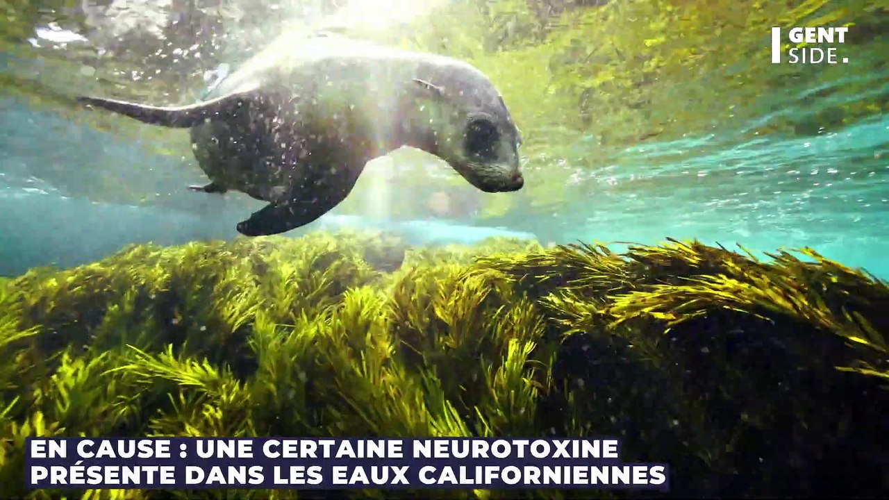 Victimes d'une étrange neurotoxine, des lions de mers s'en prennent.. à des nageurs