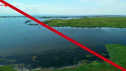 Dangerous Toxic Algae That Can Cause Lung Infections and Neurological Disorders Is Taking Over a Giant Lake in Florida