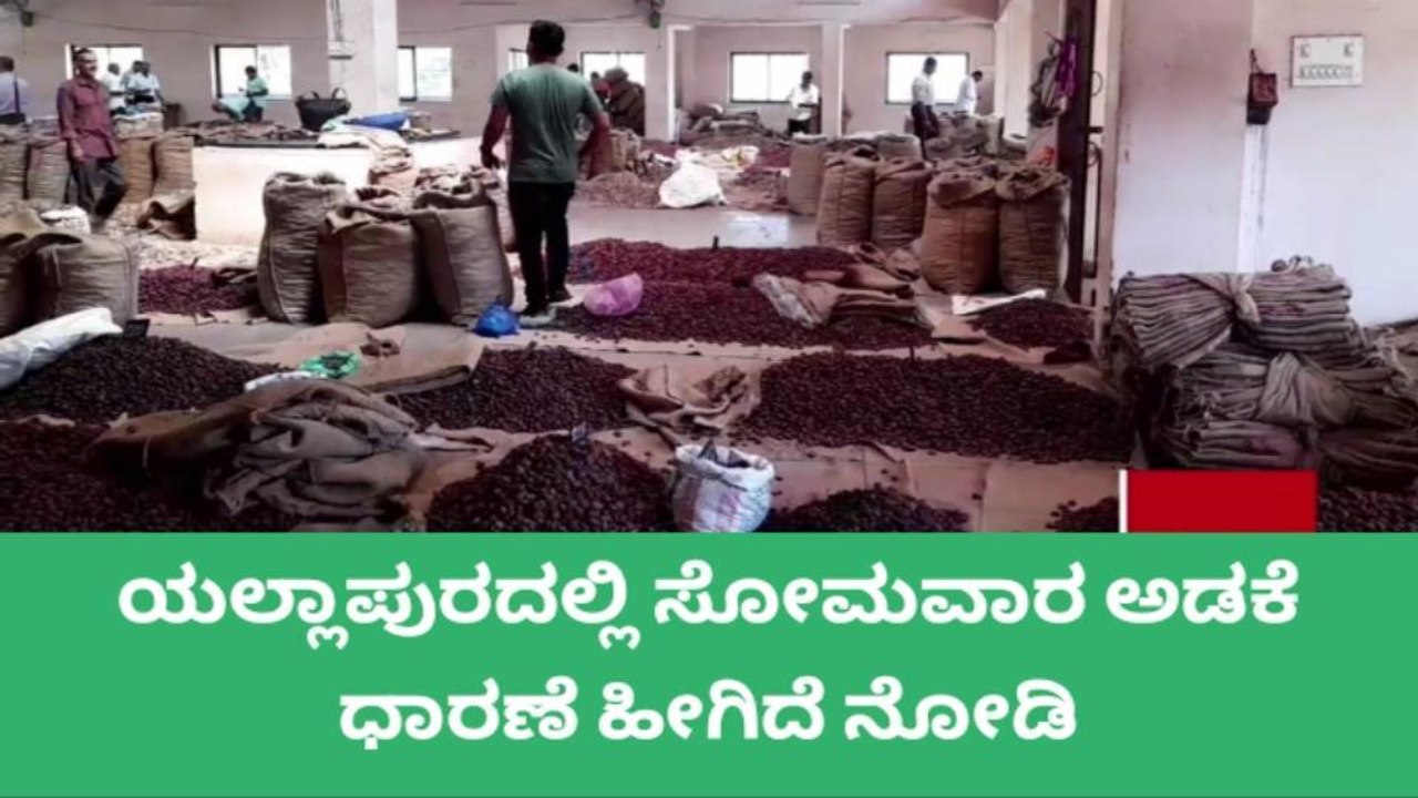 ಅಡಿಕೆ ಧಾರಣೆ ಏರಿಕೆ:ಇಂದಿನ ರೇಟ್ ಎಷ್ಟು ಗೊತ್ತಾ?