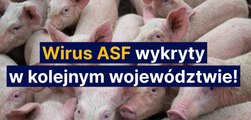 Wirus ASF wykryty w kolejnym województwie!