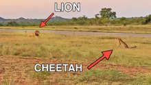 Lion Tries Running Faster than Cheetah