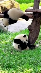 Panda Yu Ke And Yu Ai Again☺️Looks Limp And Soft