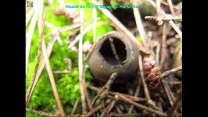 Helvella leucomelaena. Champimaginatis. English Text