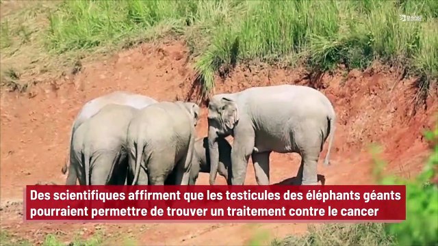 Des scientifiques affirment que les testicules des éléphants géants pourraient permettre de trouver un traitement contre le cancer !