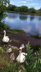 Swans and cygnets at Western Harbour ponds