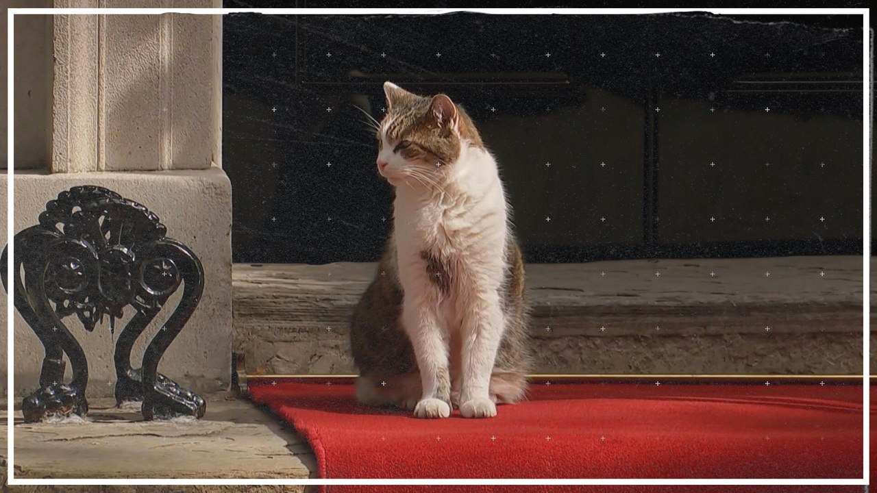 Kater Larry auf dem roten Teppich in London