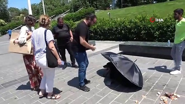 Taksim'de polis ve vatandaşlar yaralı köpek için seferber oldu