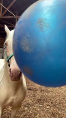 L'étalon s'amuse à jouer avec la balle