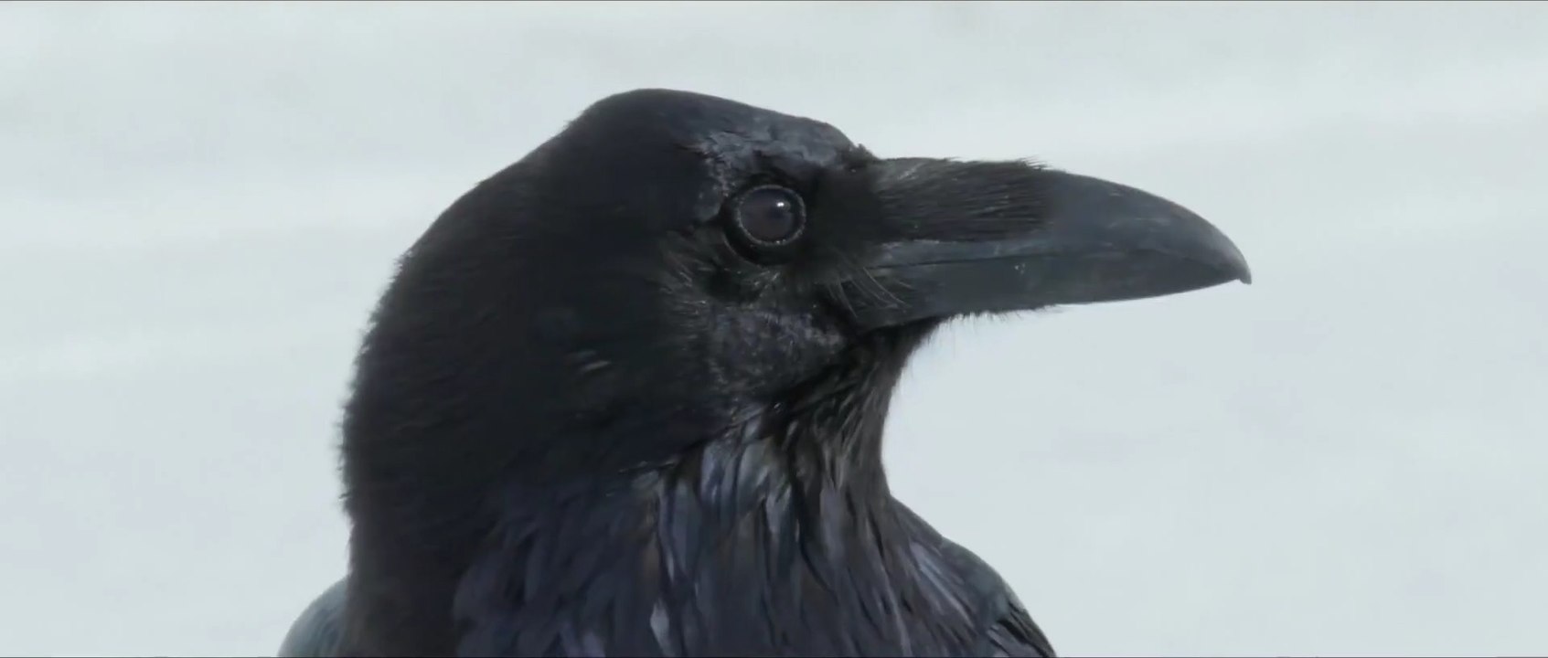 Krähen - Trailer (Deutsch) HD