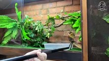 Deadly Snake Venom Dissolves Flesh