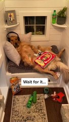 Crise d'ado chez les chiens... une galère