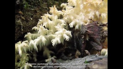 Hericium coralloïdes. Champimaginatis. English Text