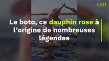 Le boto, ce dauphin rose à l’origine de nombreuses légendes