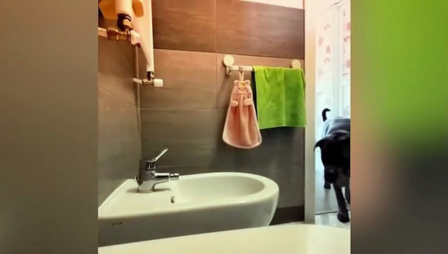 su içmek için musluğu açıp suyu içip tekrar kapatan köpek