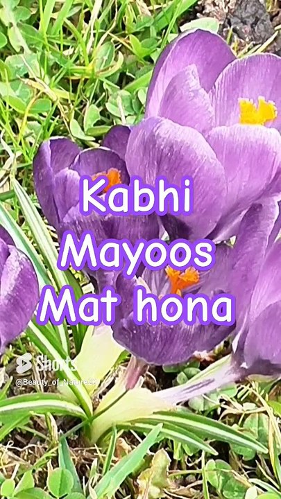 #Beautiful Nazam#Beautiful Nature #Shorts#Shorts with lyrics#