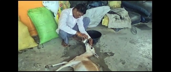 Deer that strayed from forest were targeted by dogs in the township
