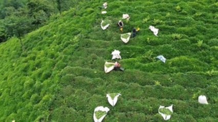 Migrantes afganos en lugar de georgianos: cosecha de té en el Mar Negro oriental de Turquía