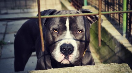 Perro de raza peligrosa atacó a niña de cuatro años en Bogotá