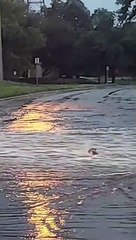 Opossum Makes Its Way Upriver