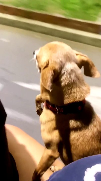 Pup Paws Along On Ride