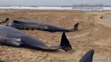 Pi? di 50 balene pilota spiaggiate su un'isola della Scozia