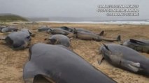Più di 50 balene pilota spiaggiate su un'isola della Scozia