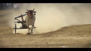 maharashtra bailgsda sharyat | ox race video | pat pratiyogita