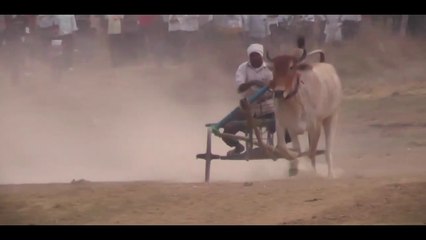 छकड़े में एक ही बैल फांद कर भगाया _ शंकर पट महाराष्ट्र _ Shankar Pat Pratiyogita Maharastra