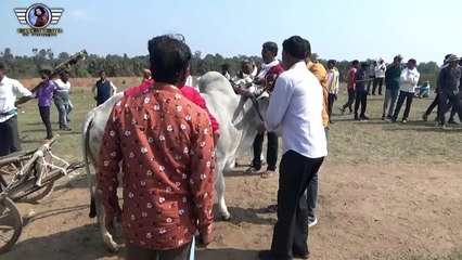 stading point से छूटते _ Bailgada Sharyat Mp #pet