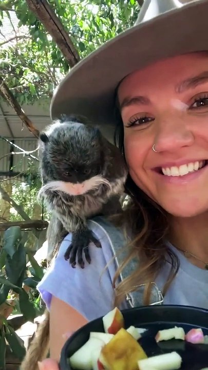 Les singes moustachus s'assoient sur les épaules de la femme