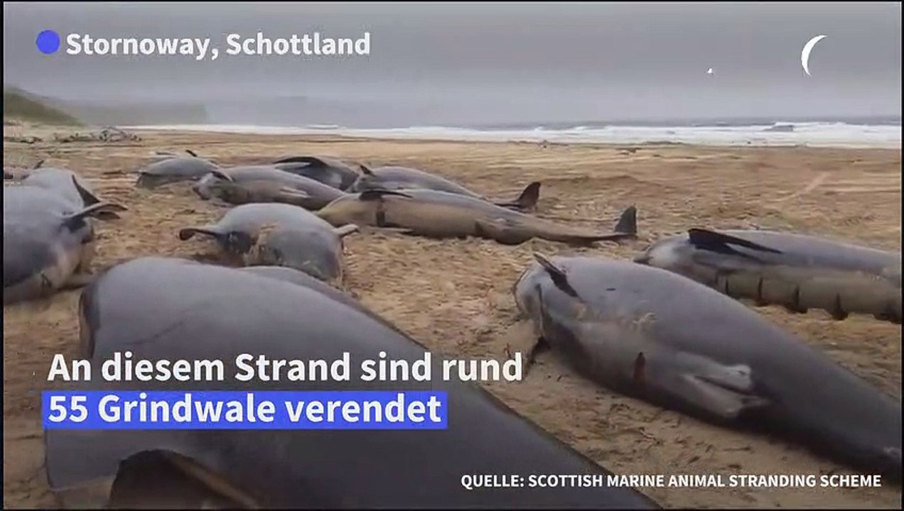 Dutzende Wale an schottischem Strand verendet