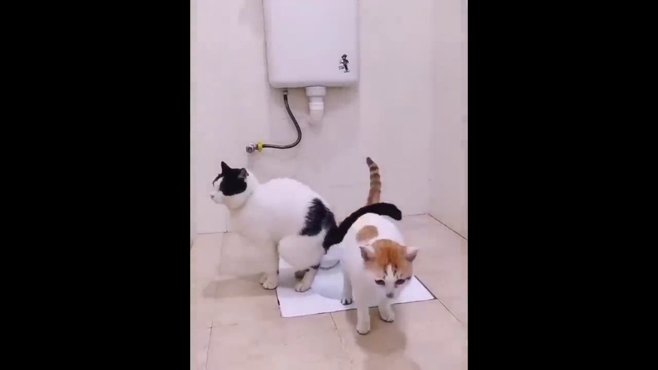 New Funny Animals  Funniest Cats and Dogs Videos