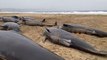 Entire pod of 55 whales die on Scottish beach after mass stranding