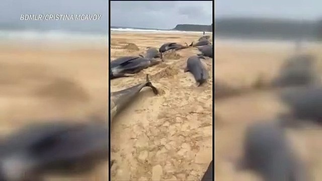Medio centenar de cetáceos varados en playa escocesa