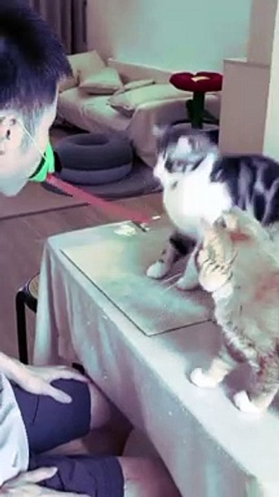 Funny cat reaction