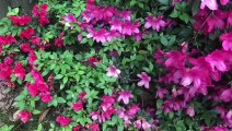 Vlog 39 | বাংলা চটি গল্প | What beautiful flowers in our garden @Alisha