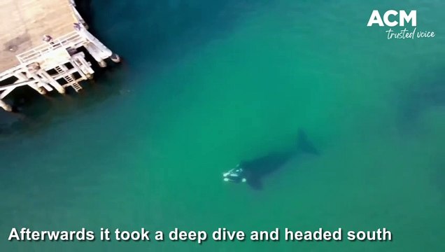 Rare Southern Right Whale sighting