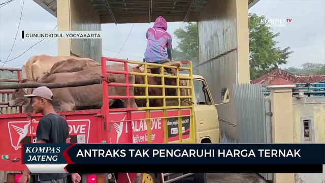 Antraks Tak Pengaruhi Harga Ternak di Gunungkidul