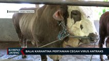 Balai Karantina Pertanian Kota Semarang Cegah Virus Antraks
