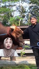 Diajak Komunikasi Begini Perasaan Wariso, Sapi Irfan Hakim